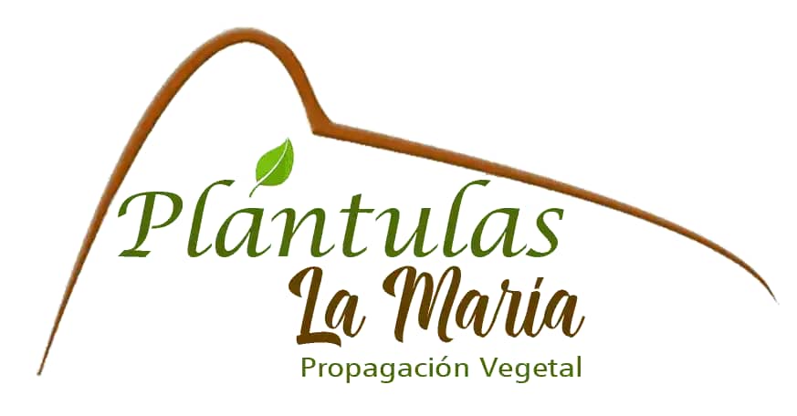 Plántulas La María