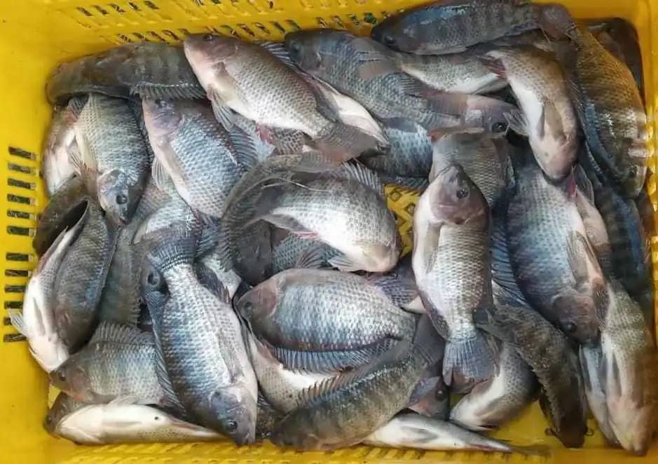 Venta de mojarra plateada de alta calidad x kilogramo